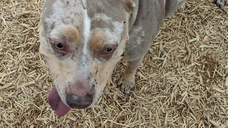 New Castle County Bark Park - Newark, DE