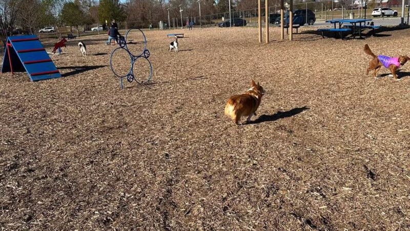 New Castle County Bark Park - Newark, DE