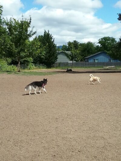 Newberg Dog Park - Newberg, OR