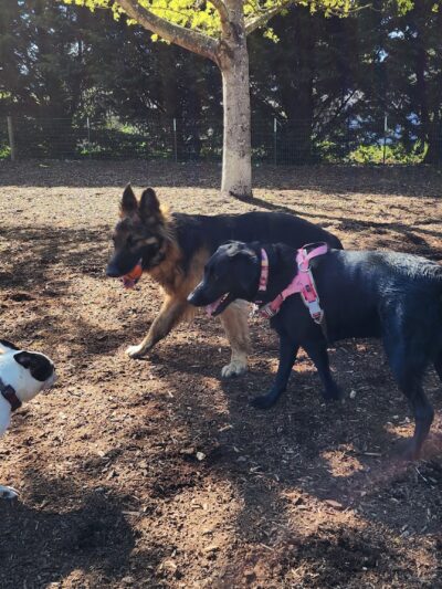 Newberg Dog Park - Newberg, OR