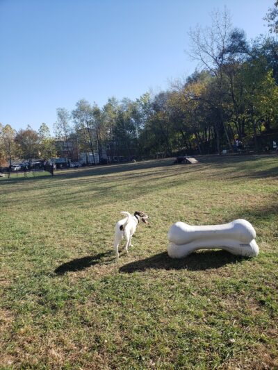 East Row Dog Park - Newport, KY