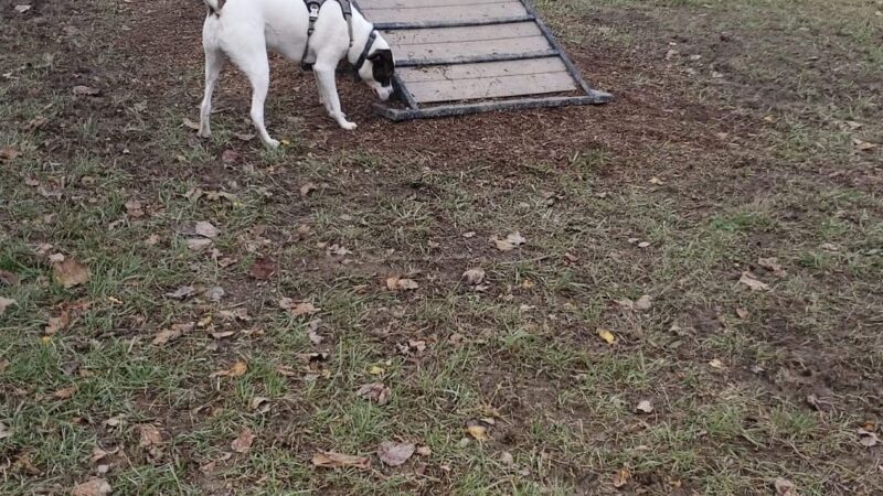 East Row Dog Park - Newport, KY