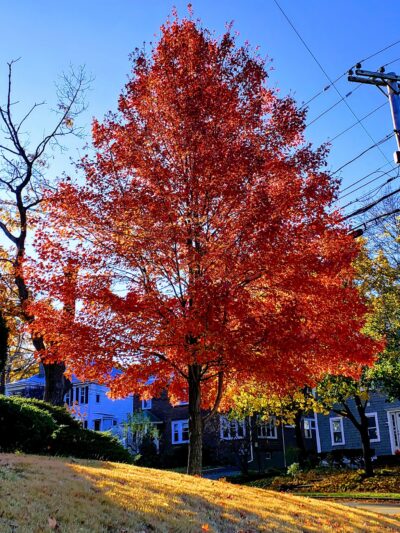 Cabot Park - Newton, MA
