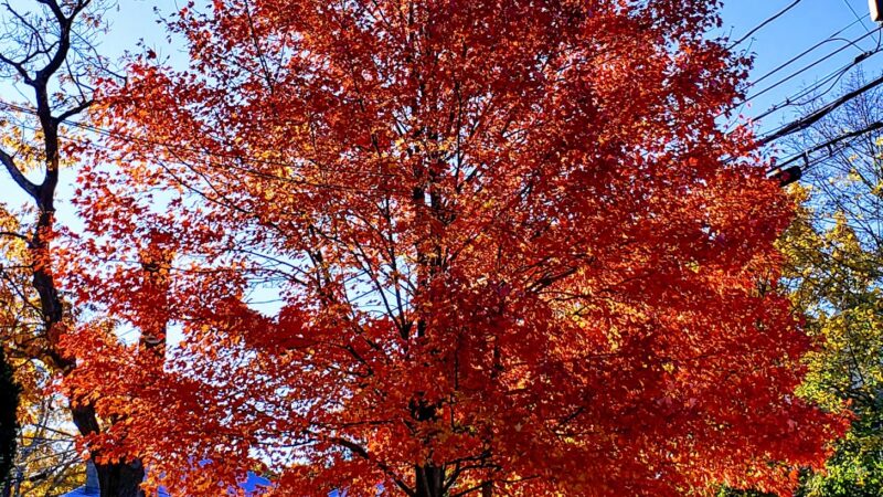 Cabot Park - Newton, MA