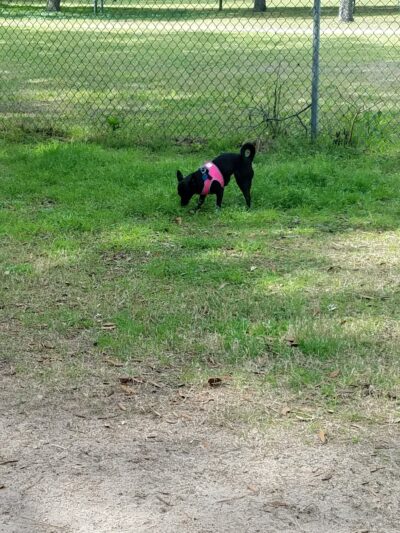 Niceville Dog Park - Niceville, FL