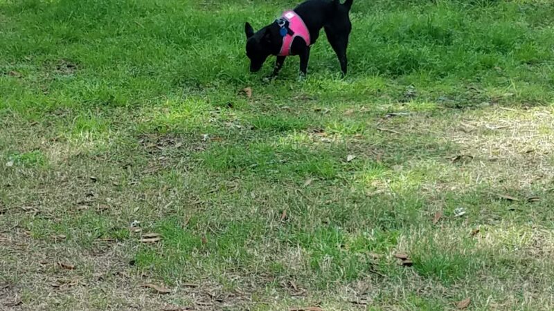 Niceville Dog Park - Niceville, FL