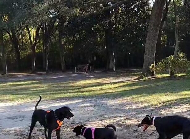 Niceville Dog Park - Niceville, FL