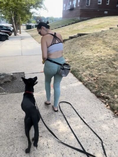 Nikko’s Way Dog Training - ,