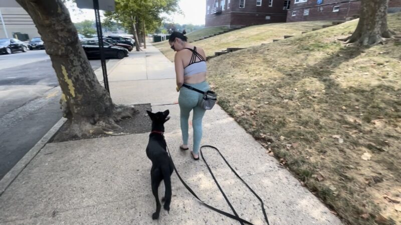 Nikko’s Way Dog Training - ,