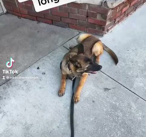 Nikko’s Way Dog Training - ,