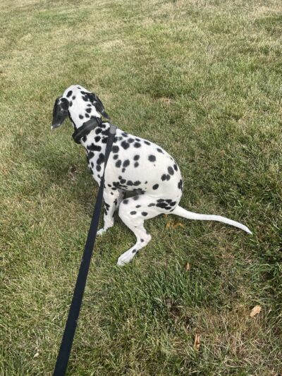 Nikko’s Way Dog Training - ,