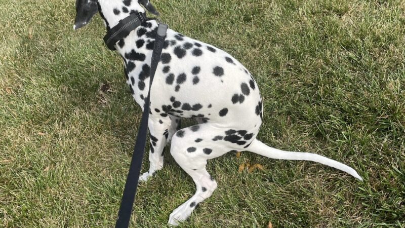 Nikko’s Way Dog Training - ,
