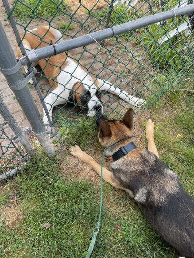 Nikko’s Way Dog Training - ,