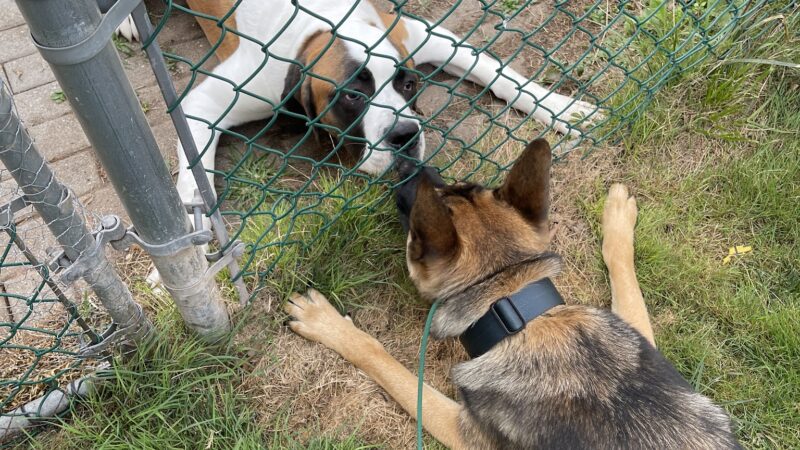 Nikko’s Way Dog Training - ,