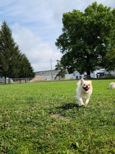 Waddell Park Dog Park - Niles, OH