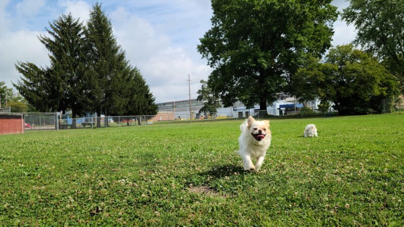 Waddell Park Dog Park - Niles, OH