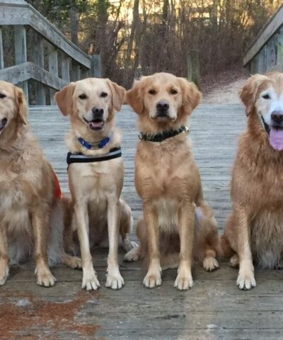 NJ Fix My Dog - ,