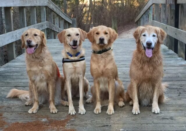 NJ Fix My Dog - ,