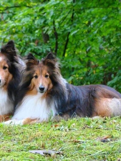 NJ Fix My Dog - ,