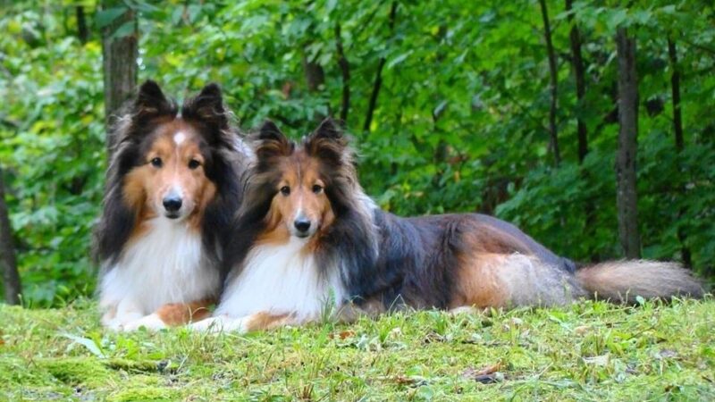 NJ Fix My Dog - ,