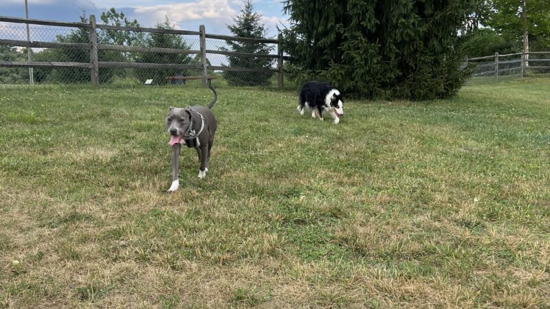 Dog park - Noblestown, PA