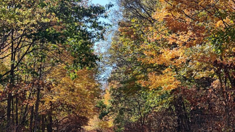 Forest Park - Noblesville, IN