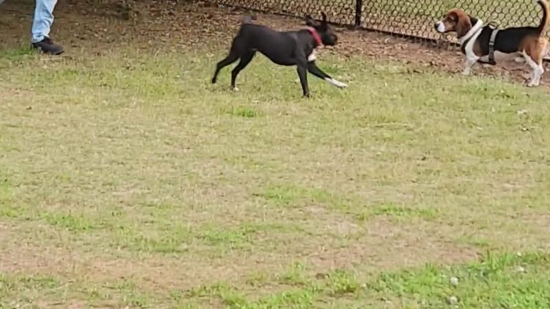 Graves Dog Park - Norcross, GA