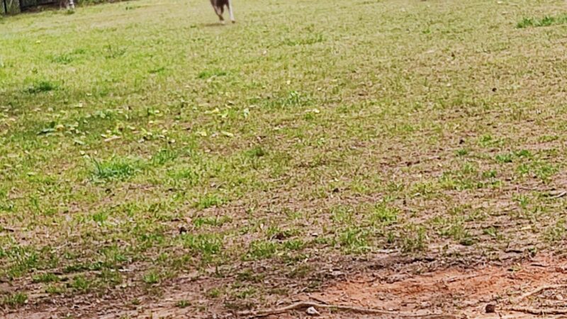 Graves Dog Park - Norcross, GA