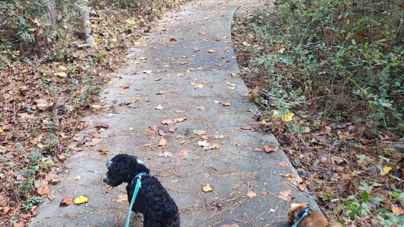 Graves Dog Park - Norcross, GA