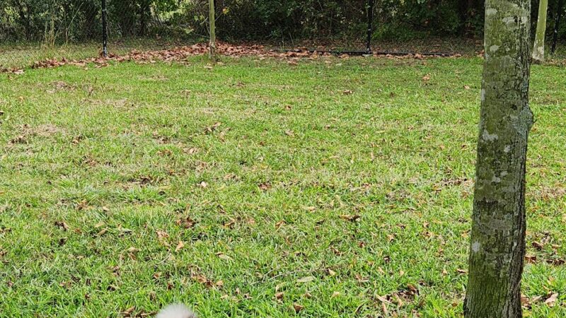 Dog Park - Norfolk, VA