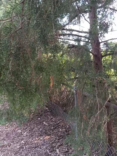 Lafayette Dog Park - Norfolk, VA