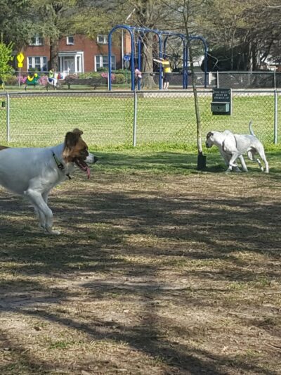 Lafayette Dog Park - Norfolk, VA