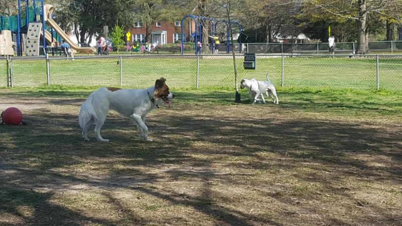 Lafayette Dog Park - Norfolk, VA