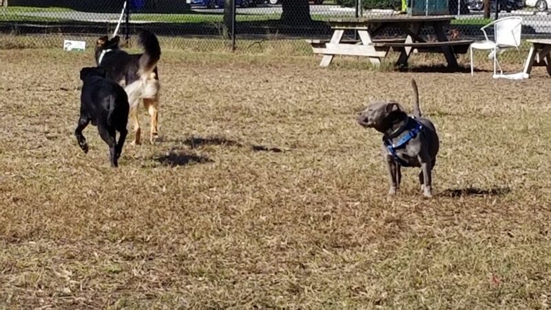 Ocean View Dog Park - Norfolk, VA