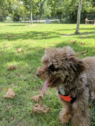 Tait Terrace Dog Park - Norfolk, VA