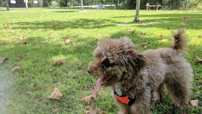 Tait Terrace Dog Park - Norfolk, VA