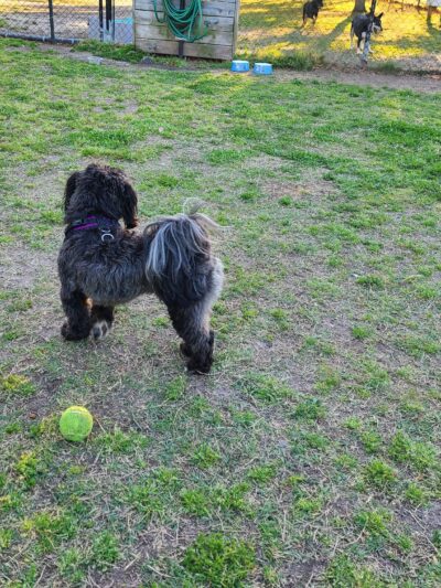 Tait Terrace Dog Park - Norfolk, VA