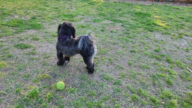 Tait Terrace Dog Park - Norfolk, VA