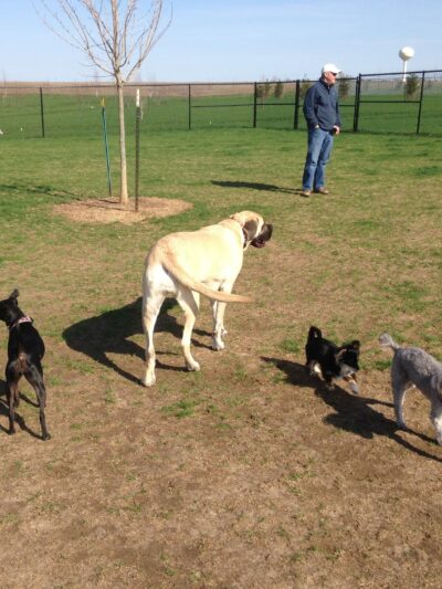 Shepard Dog Park - Normal, IL