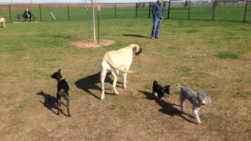 Shepard Dog Park - Normal, IL