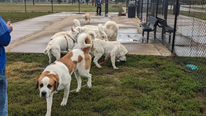 Shepard Dog Park - Normal, IL