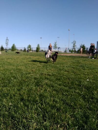 Shepard Dog Park - Normal, IL