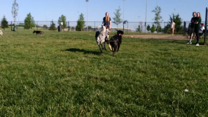 Shepard Dog Park - Normal, IL