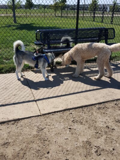 Shepard Park - Normal, IL