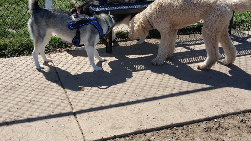 Shepard Park - Normal, IL