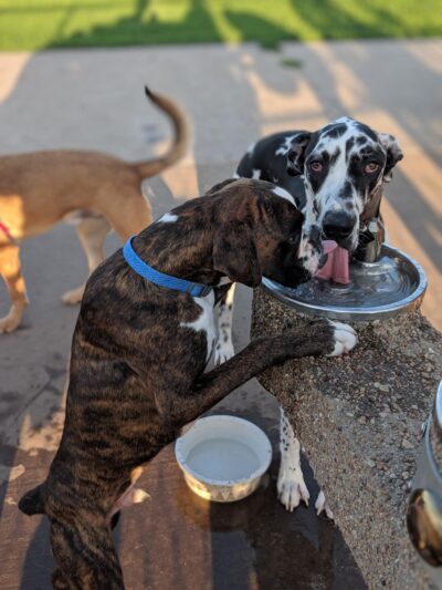 Shepard Park - Normal, IL