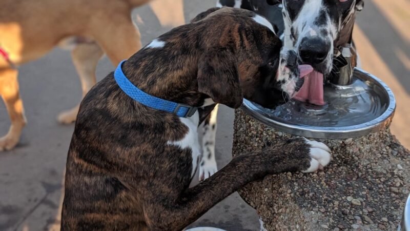 Shepard Park - Normal, IL