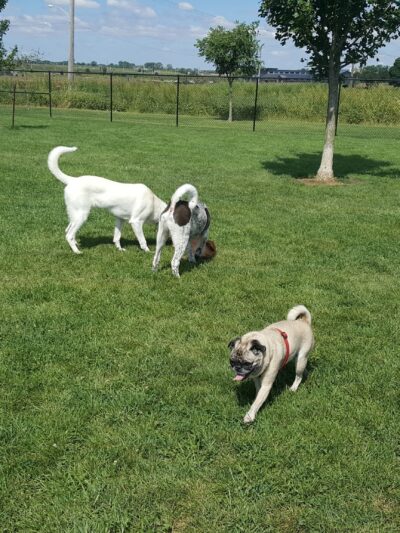 Shepard Park - Normal, IL