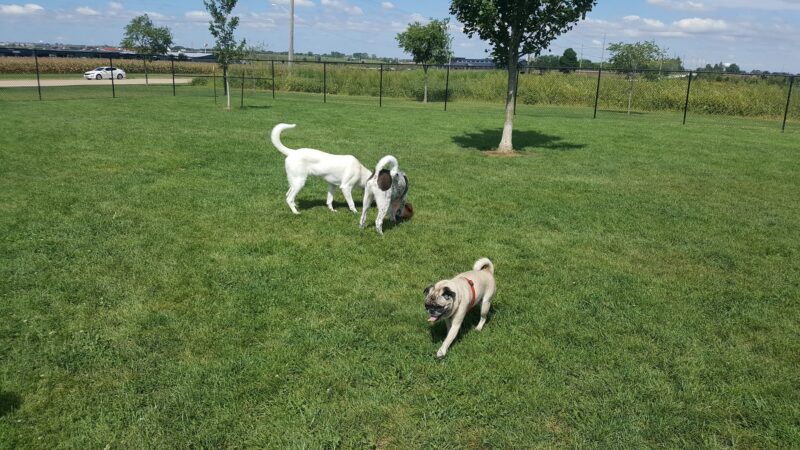 Shepard Park - Normal, IL