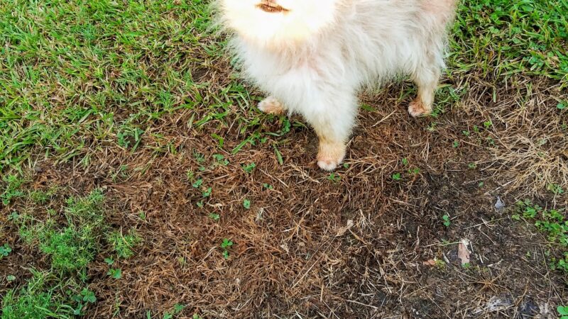 Norphlet City Park - Norphlet, AR